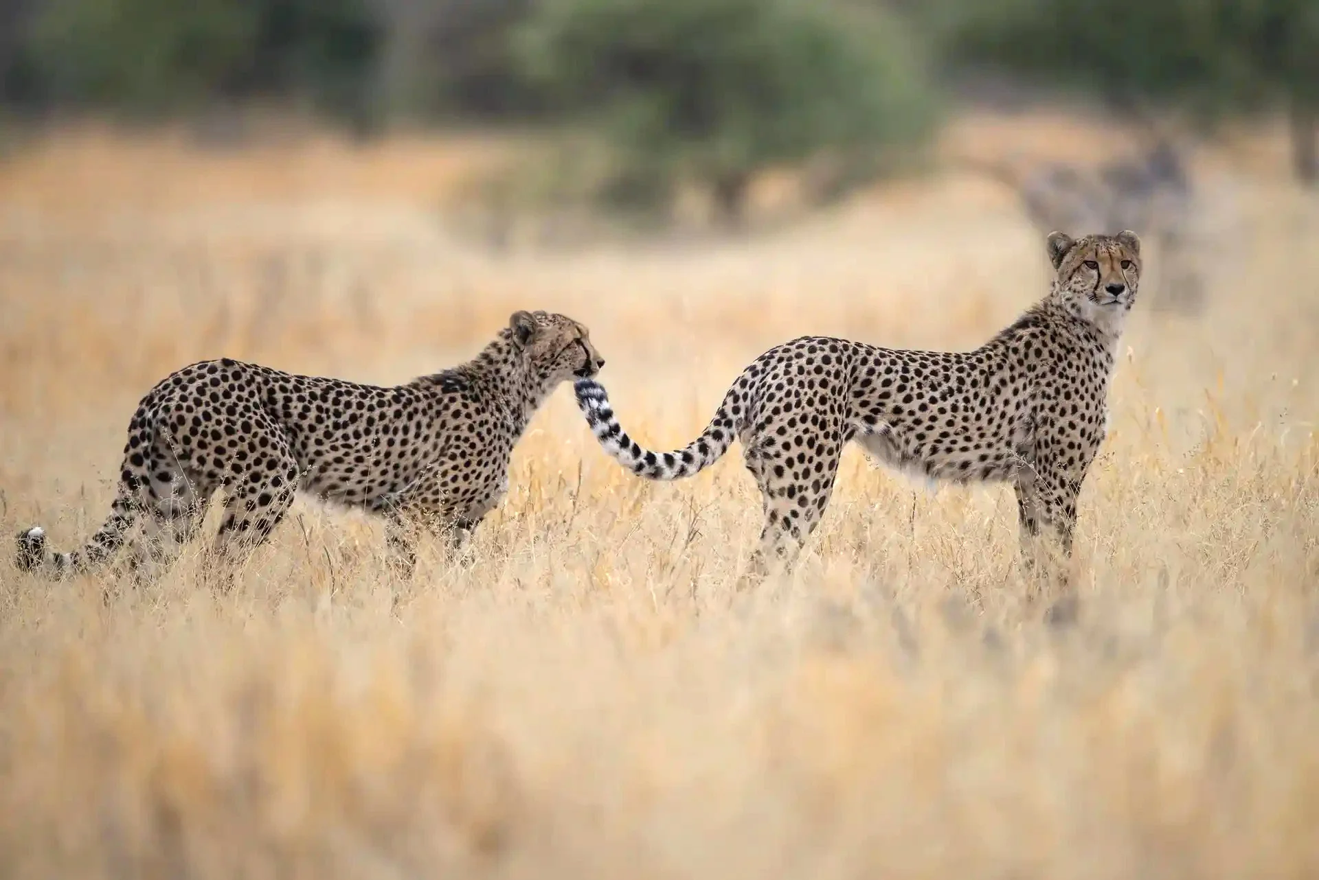 Botswana: Private Mobile Safari  |  July 5-12, 2027 - Image 14