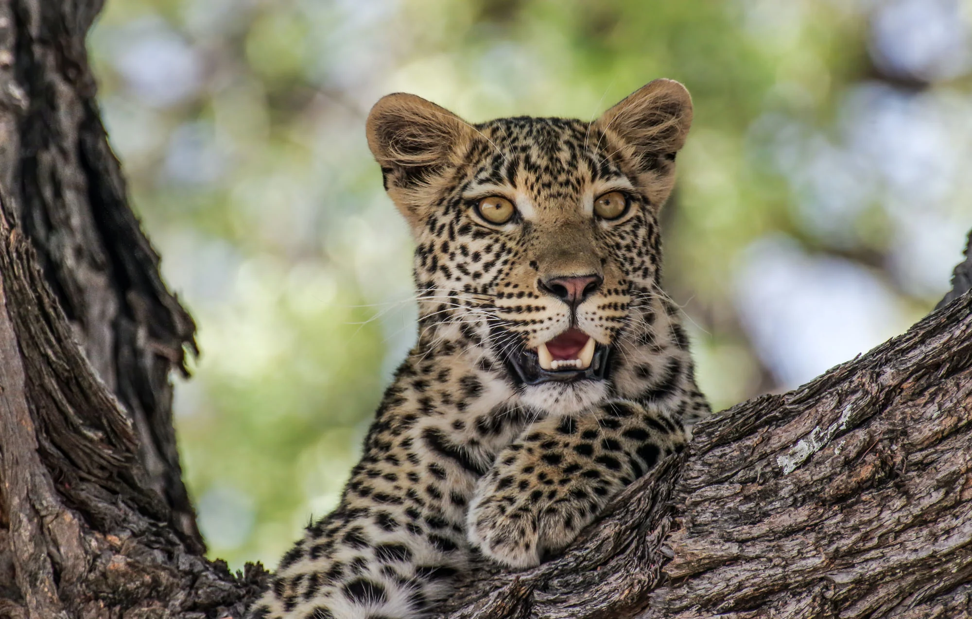 Botswana: Private Mobile Safari  |  July 5-12, 2027 - Image 3