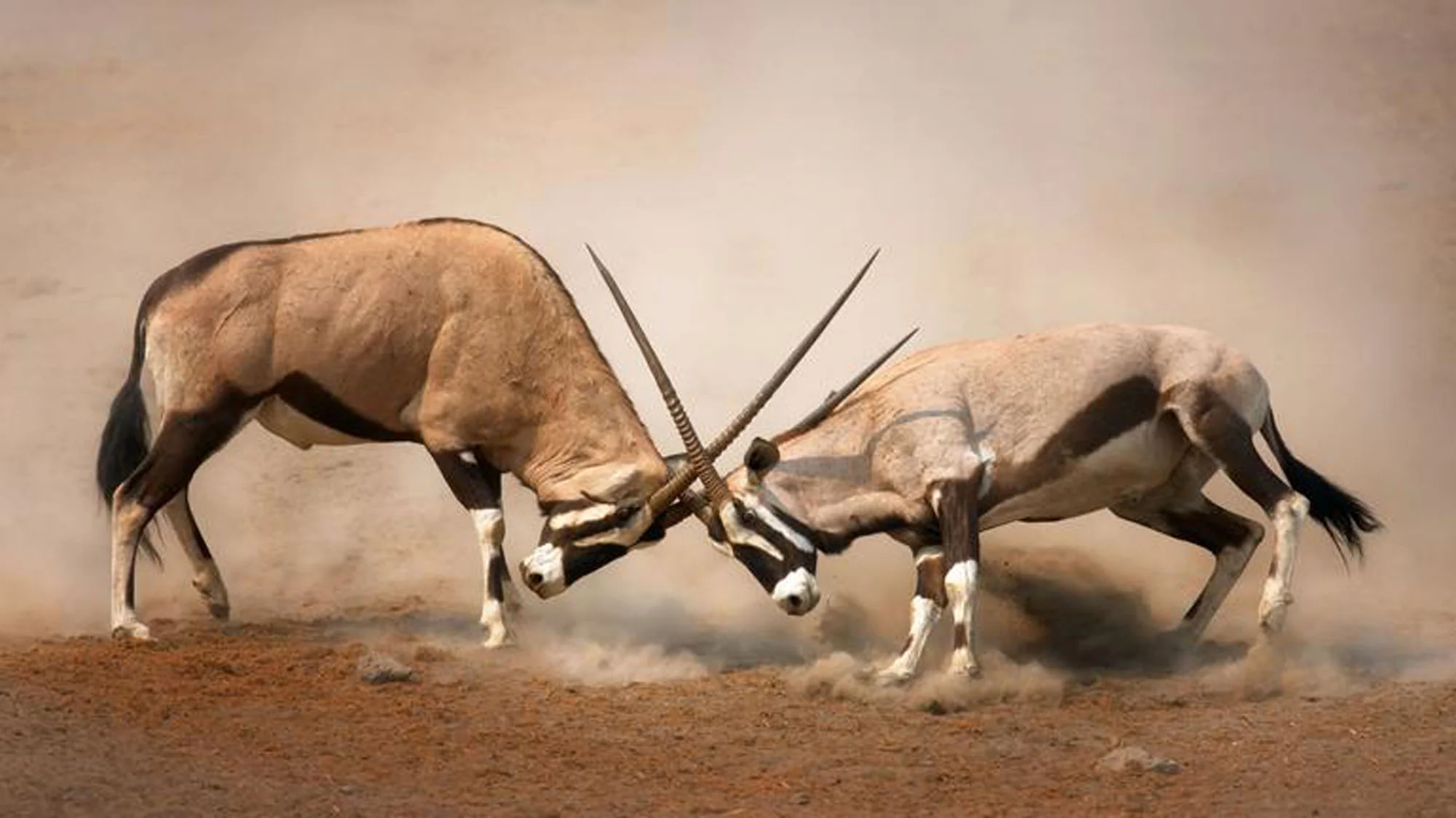 Botswana: Private Mobile Safari  |  July 5-12, 2027 - Image 4