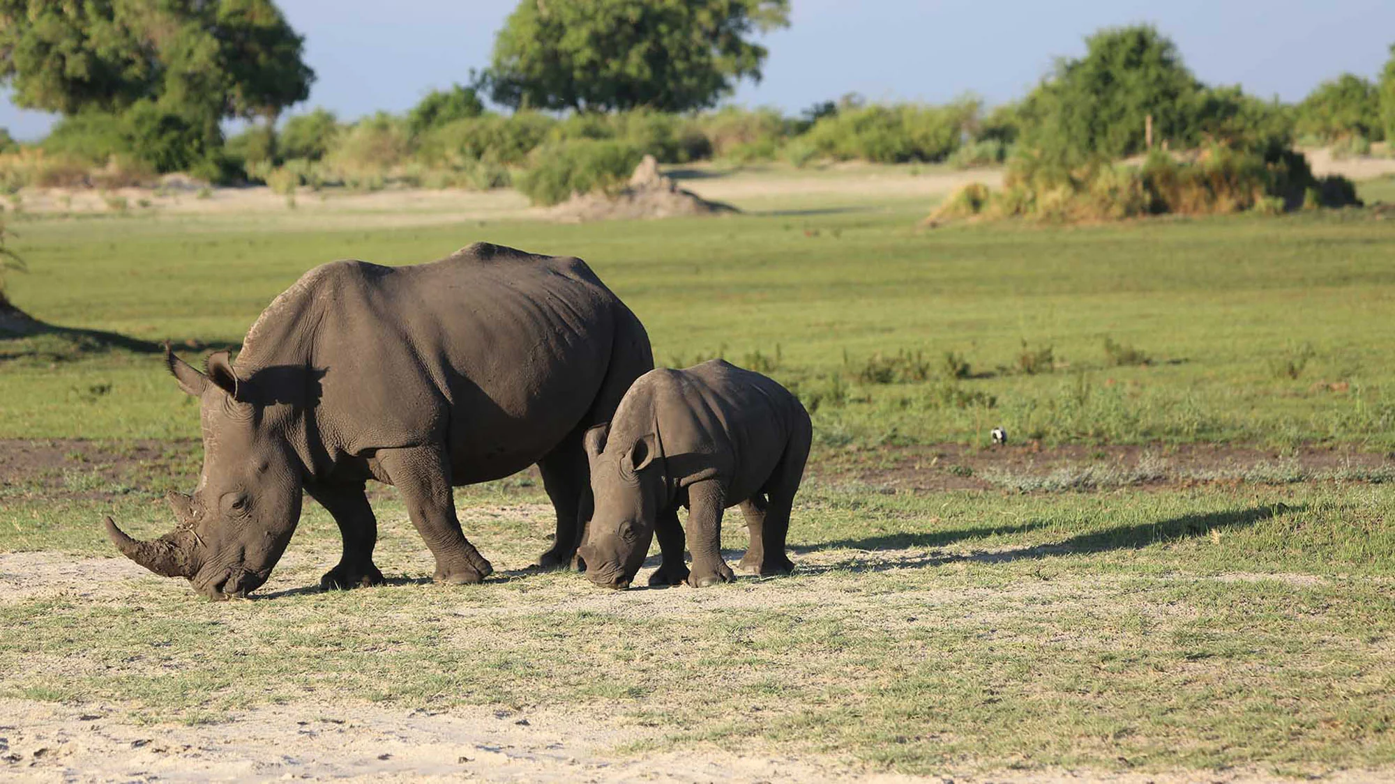 Botswana: Private Mobile Safari  |  July 5-12, 2027 - Image 5