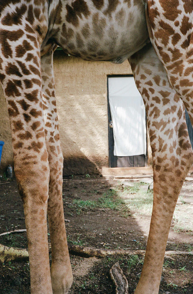 Kenya Photo Safari - Wildlife & Conservation  |  Jan 22-30, 2027 - Image 13