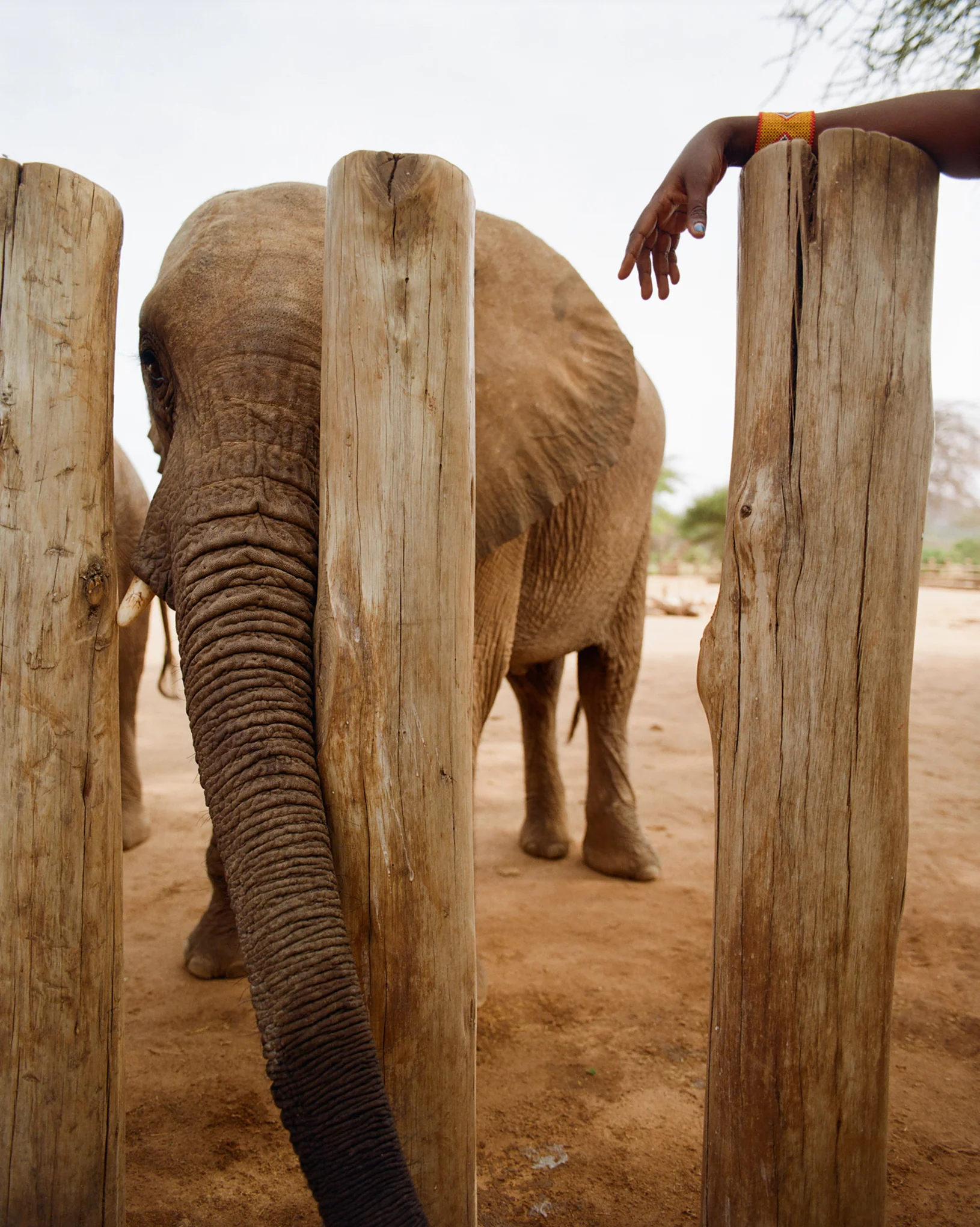 Kenya Photo Safari - Wildlife & Conservation  |  Jan 22-30, 2027 - Image 7