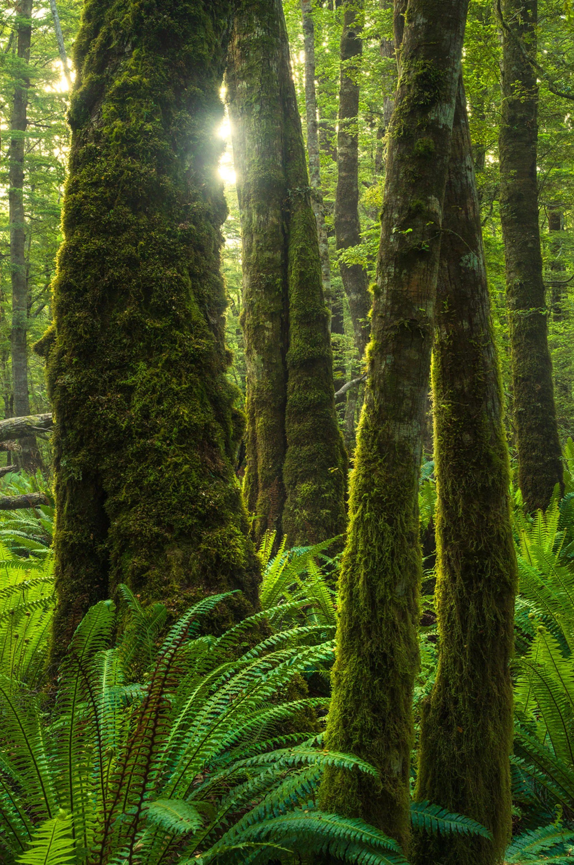 Leica Photo Adventure: New Zealand | March 16-25, 2026 - Image 5