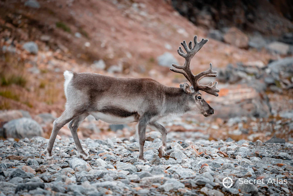 Leica Photo Adventure to Svalbard from July 11-20, 2026 - Image 10