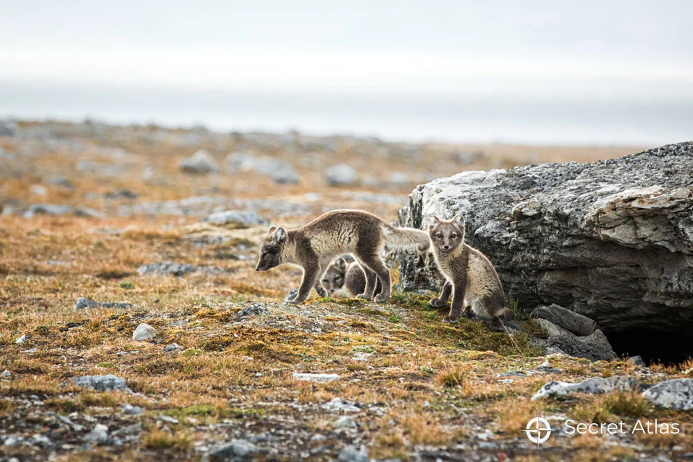 Leica Photo Adventure to Svalbard from July 11-20, 2026 - Image 14