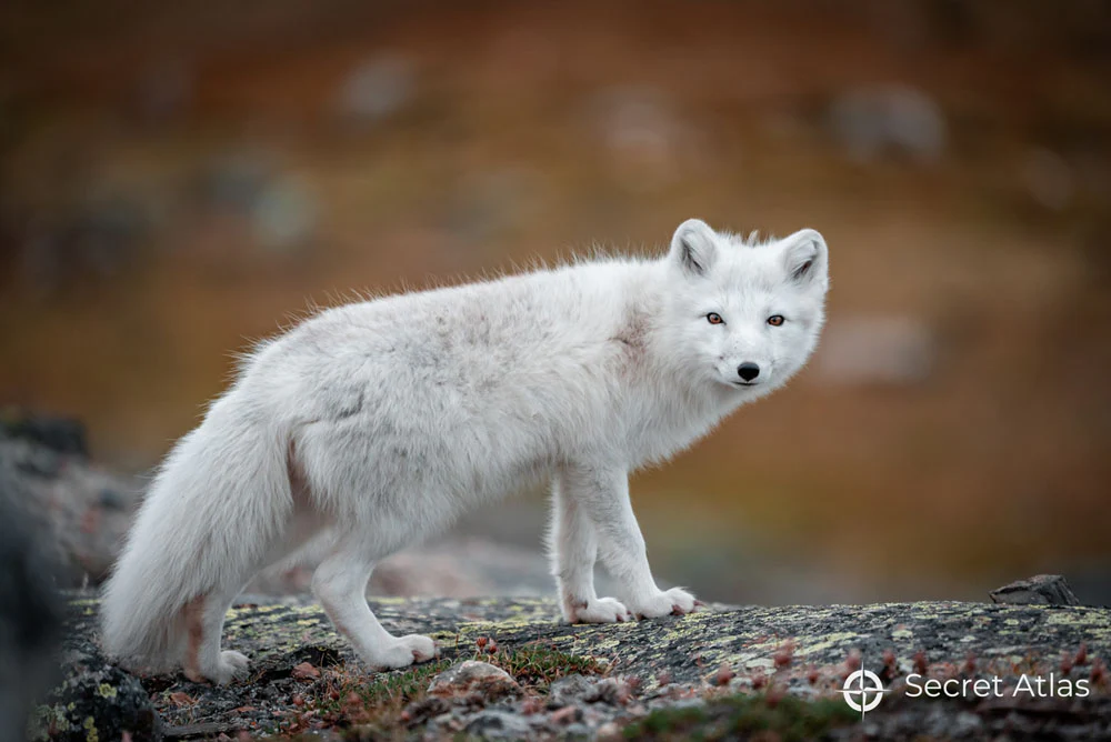 Leica Photo Adventure to Svalbard from July 11-20, 2026 - Image 4