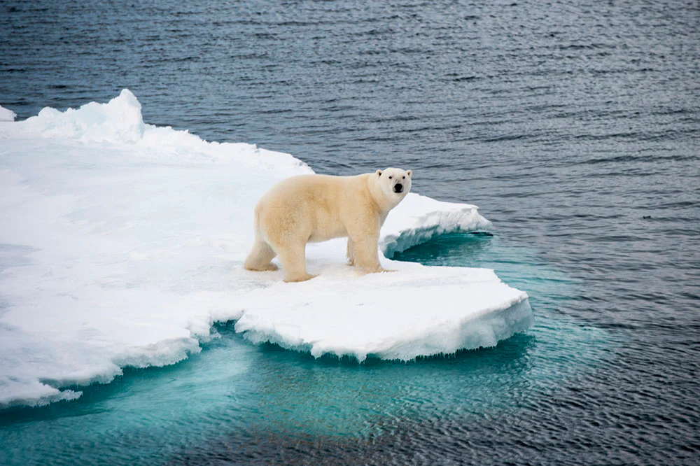 Leica Photo Adventure to Svalbard from July 11-20, 2026 - Image 6