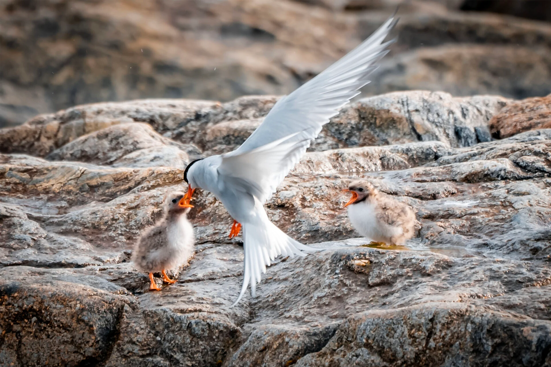 Leica Photo Adventure to Svalbard from July 11-20, 2026 - Image 7