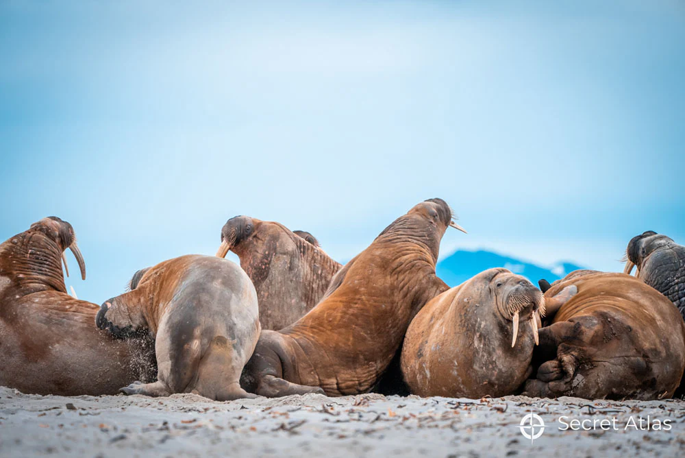 Leica Photo Adventure to Svalbard from July 11-20, 2026 - Image 9