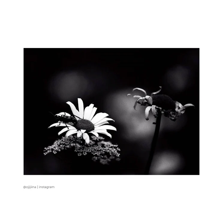 Rollei Blackbird 100 Black and White Negative Film (35mm Roll Film, 36 Exposures) - Image 4